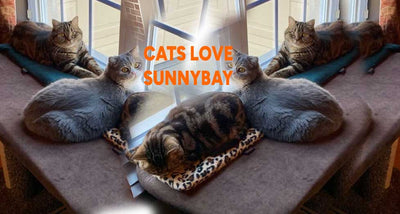Loved By Humans... AND Cats too?!?!